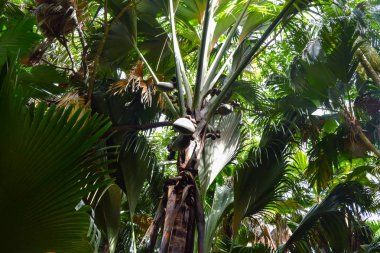 Valley De Seyşeller'Praslin adasının Mai karanlık yağmur ormanları