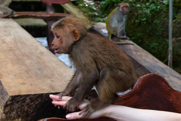 Little Monkey on the Hand — Stock Photo, Image