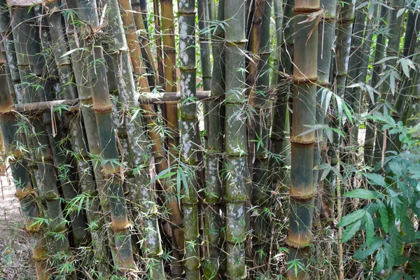 Floresta de bambu muito antiga — Fotografia de Stock