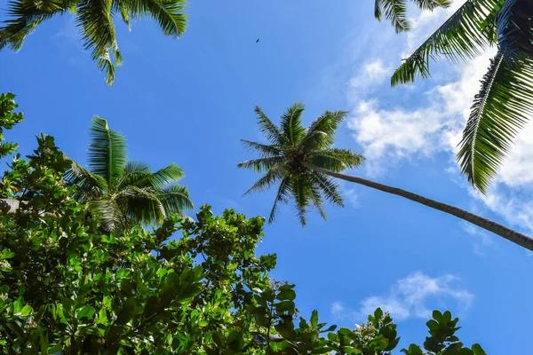 Palm Tree uitzicht vanaf de grond — Stockfoto