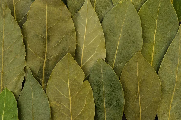 背景の緑の月桂樹の葉を乾燥 — ストック写真