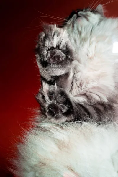 Gato siberiano Neva Mascarada patas y torso en fondo rojo —  Fotos de Stock