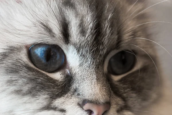 Siberiano eva masquerade primer plano gato cara —  Fotos de Stock