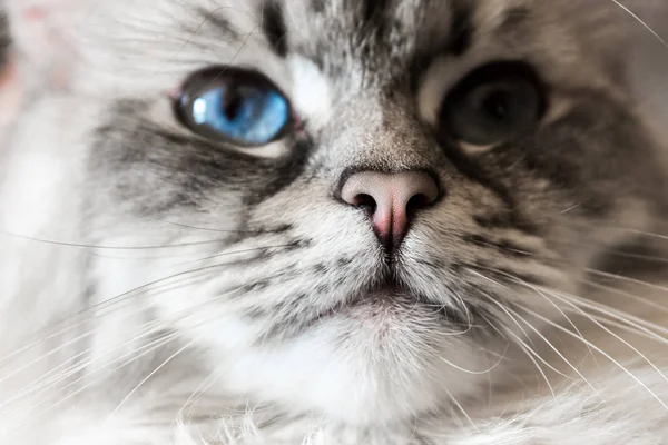 Sibirya Neva maskeli balo yakın kedi yüz yukarı