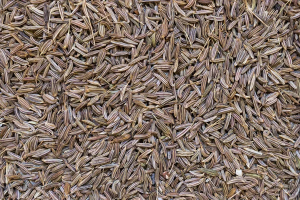 Сухие семена тёрния — стоковое фото