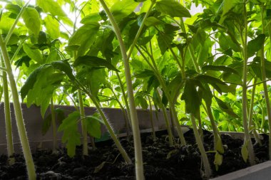 Bahar ve alan Bahçe içine nakli için hazır genç domates bitkiler büyüyen Anasayfa