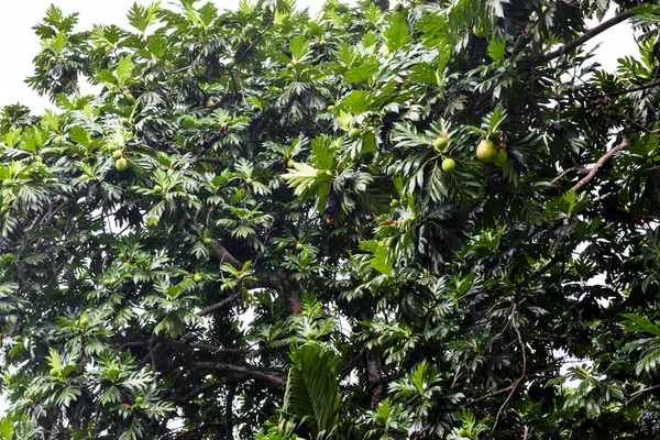 Morcego de frutas pendurado no meio da árvore tropical após a chuva tropical na ilha de Seychelles — Fotografia de Stock