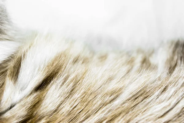 Surface de fond de fourrure de chat de couleur beige floue et bruyante — Photo