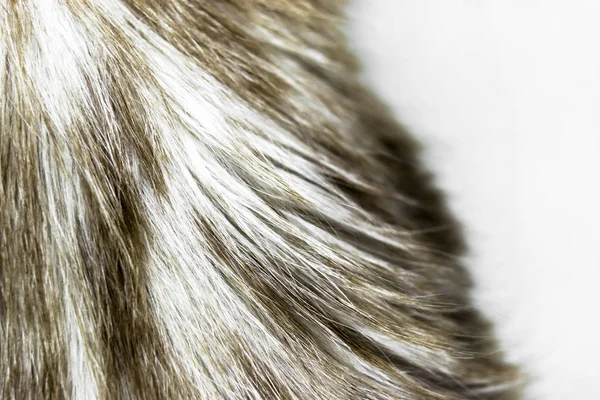 Rozmyte i hałaśliwe beżowy kolor kot futro tła powierzchni — Zdjęcie stockowe