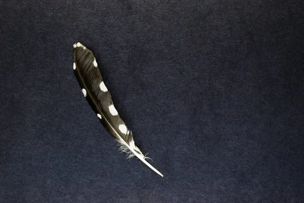 单独猫头鹰羽毛说谎在部分蓝色和黑背景表面以自由空间 — 图库照片