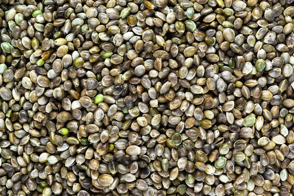 Очень четкая задняя поверхность конопли, семян конопли, конопли сатива — стоковое фото