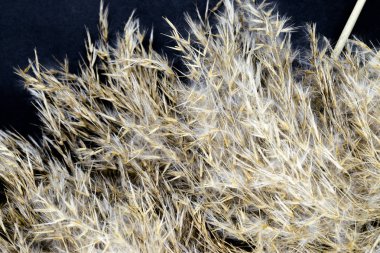 Kabarık bej reed üstleri siyah zemin yüzeyinde bükülmüş.