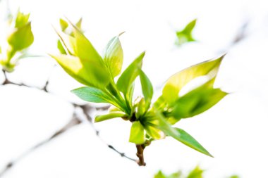 Sabah güneş ışığında aydınlatılmış ve kısmen bulanık genç yaprakları