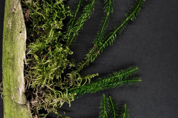 Composition of Moss Growing from Old Tree Branch and Placed on Black Background Surface — Stock Photo, Image