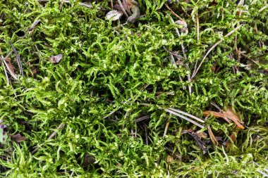 Çam iğneleri ile yosun yakın, makro ve keskin arka plan yüzeyi