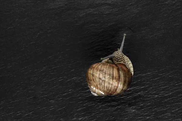 Grape Snail on Black Stone Background. Main Focus on Snail's Head — Stock Photo, Image