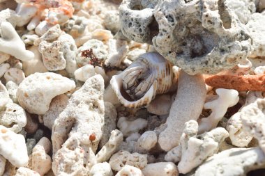 Pavurya mercan de Seyşeller çevrili plaj