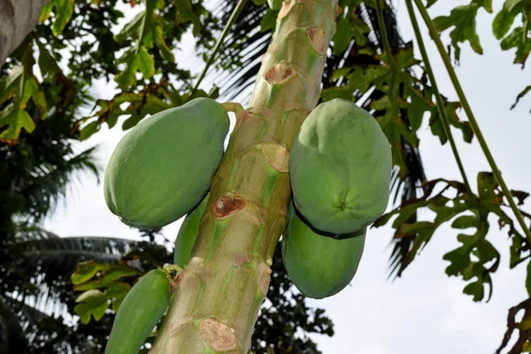 Fruta de mamão crescendo na árvore em Seychelles — Fotografia de Stock