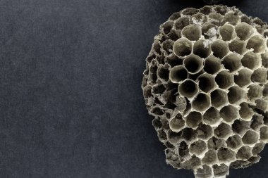 Yuvarlak, çok eski, gri ve terk edilmiş Yaban arıları siyah arka plan yüzeyi boş alan ile iç içe