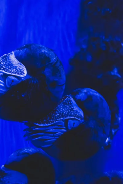 Nautilus em câmara nadando em água azul — Fotografia de Stock