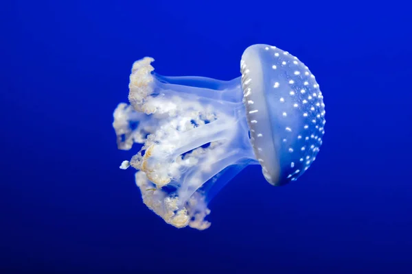 在蓝水中游泳的水母 — 图库照片