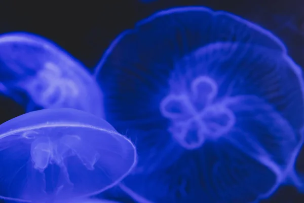 Abstract jellyfish background — Stock Photo, Image