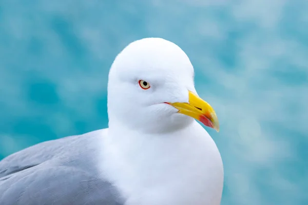 Potret Burung Camar — Stok Foto