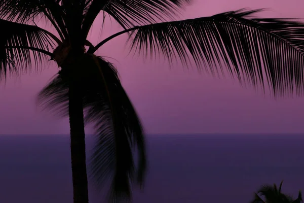 Zwarte Palmboom Takken Silhouetten Voorkant Van Paarse Avondlucht Kalme Blauwe — Stockfoto