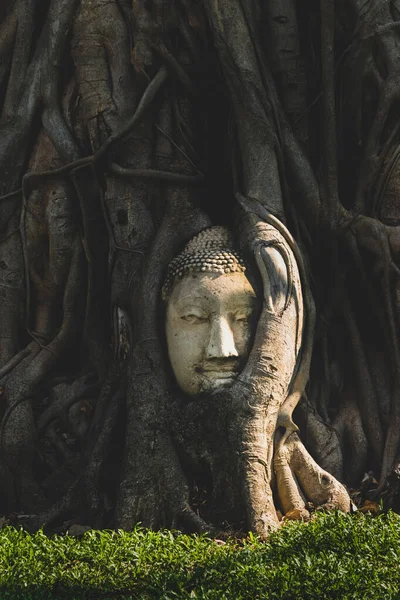 Cabeza Buda Raíces Árbol Oscuro Templo Wat Mahathat Ayutthaya Tailandia — Foto de Stock