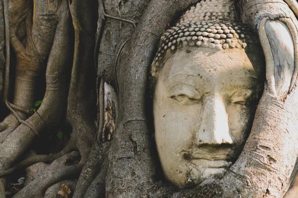 Budda Głowa Ciemnych Korzeniach Drzewa Świątyni Wat Mahathat Ayutthaya Tajlandia — Zdjęcie stockowe