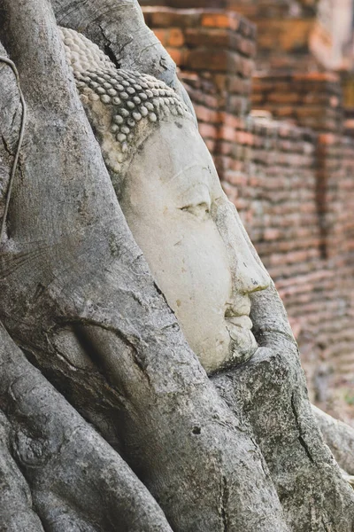 位于泰国Ayutthaya的Wat Mahathat寺树根的佛头侧视图 — 图库照片