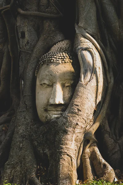 日落时分 在泰国Ayutthaya的Wat Mahathat寺庙 佛头在黑暗的树根下 阳光照射下 — 图库照片