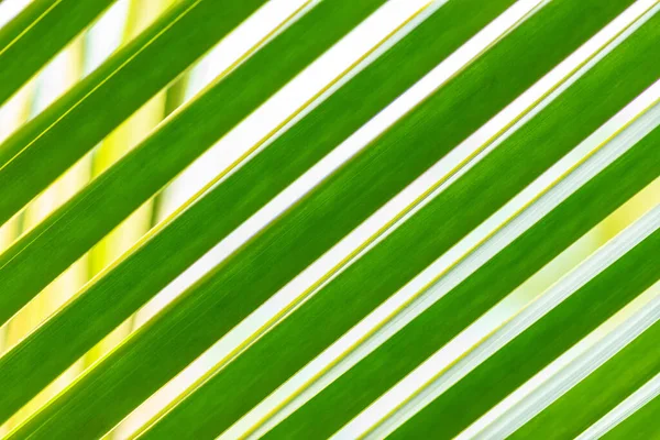 Foliage Green Palm Tree Leaf Background Front White Yellow Sky — Stock Photo, Image