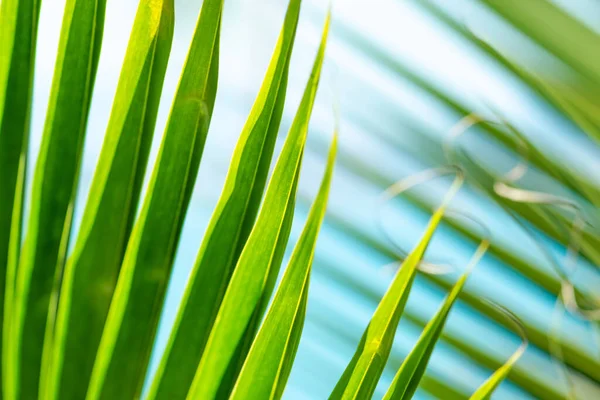 Blad Grön Palm Löv Bakgrund Framför Den Vita Och Blå — Stockfoto