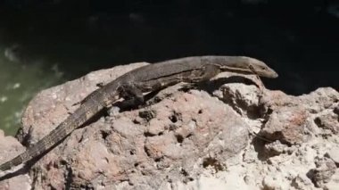 Endonezya 'nın Bali kentindeki bulanık su birikintisinin önünde yürüyen Asya su kertenkelesi.