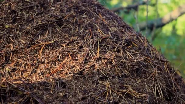 Grande Fourmilière Faite Aiguilles Pin Petites Brindilles Feuilles Avec Des — Video