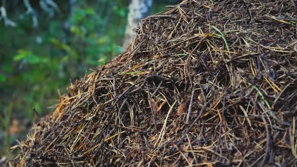 Grande Formigueiro Feito Agulhas Pinheiro Pequenos Galhos Folhas Com Formigas — Vídeo de Stock