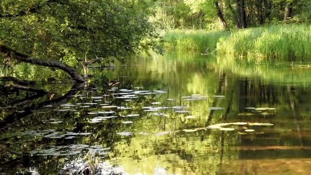 Calmly Slowly Flowing River Woods Calm Warm Summer Evening Illuminated — Stock Video