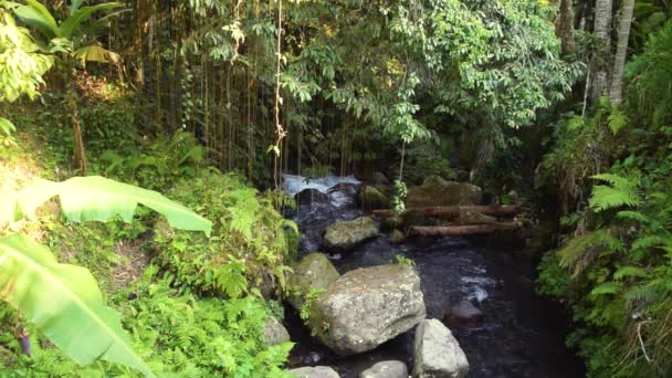 Relajante Río Que Fluye Selva Isla Bali — Vídeo de stock