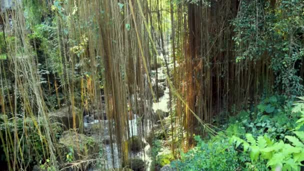 Relaxing Flowing River Bali Island Jungle — Stock Video