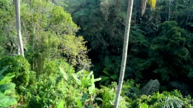 Endonezya 'nın Bali adasında sıcak bir günde tropikal orman manzarası