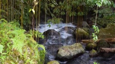 Bali ormanlarında akan nehirler