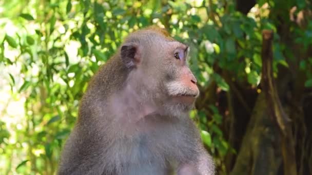 Macaco Sentado Explorando Área Circundante Durante Noite Calma Ensolarada Nas — Vídeo de Stock