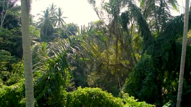Vue relaxante sur la forêt tropicale de jungle pendant la chaude journée sur l'île de Bali, Indonésie 