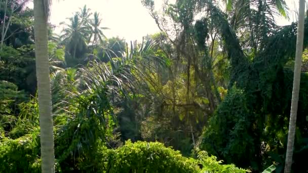 Relajante Vista Selva Tropical Durante Día Caluroso Isla Bali Indonesia — Vídeos de Stock