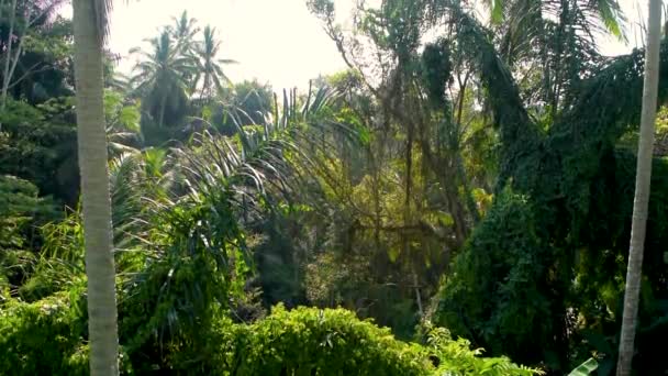 Avkopplande Utsikt Över Tropisk Djungelskog Den Varma Dagen Bali Island — Stockvideo