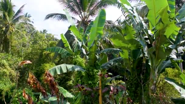 Vue relaxante sur la forêt tropicale de jungle pendant la chaude journée sur l'île de Bali, Indonésie 