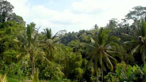 Avkopplande Utsikt Över Tropisk Djungelskog Den Varma Dagen Bali Island — Stockvideo