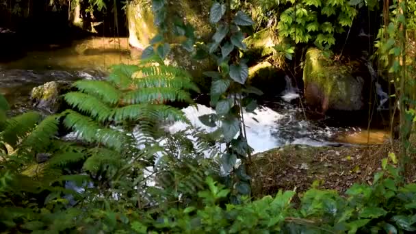 Relaxing Flowing River Bali Jungle — Stock Video