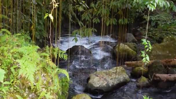 Relaks Płynącej Rzeki Dżungli Bali — Wideo stockowe